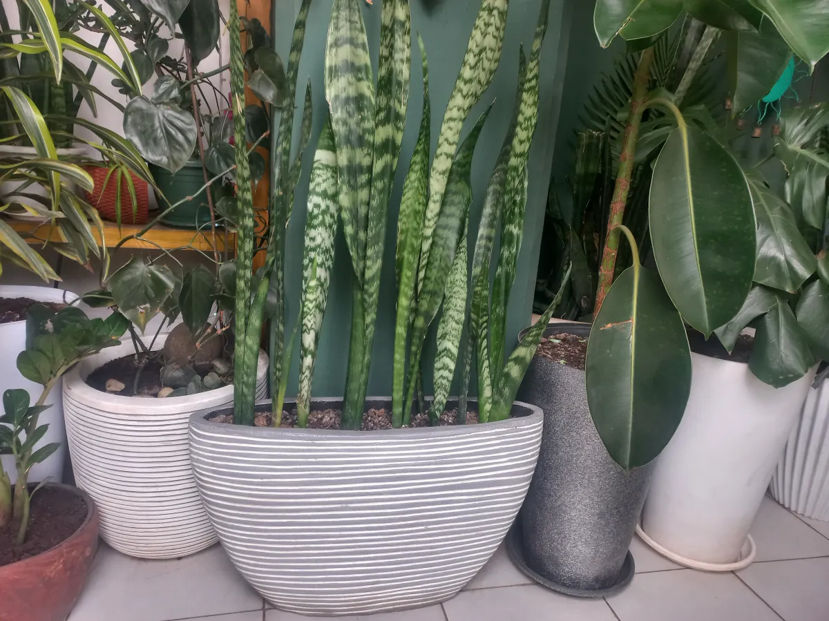 Snake plant (green)
