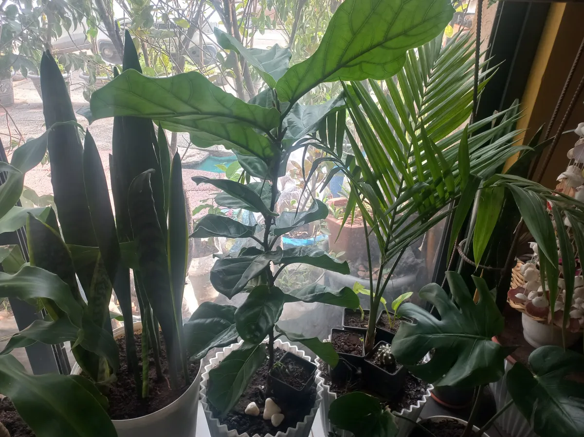 Fiddle leaf fig