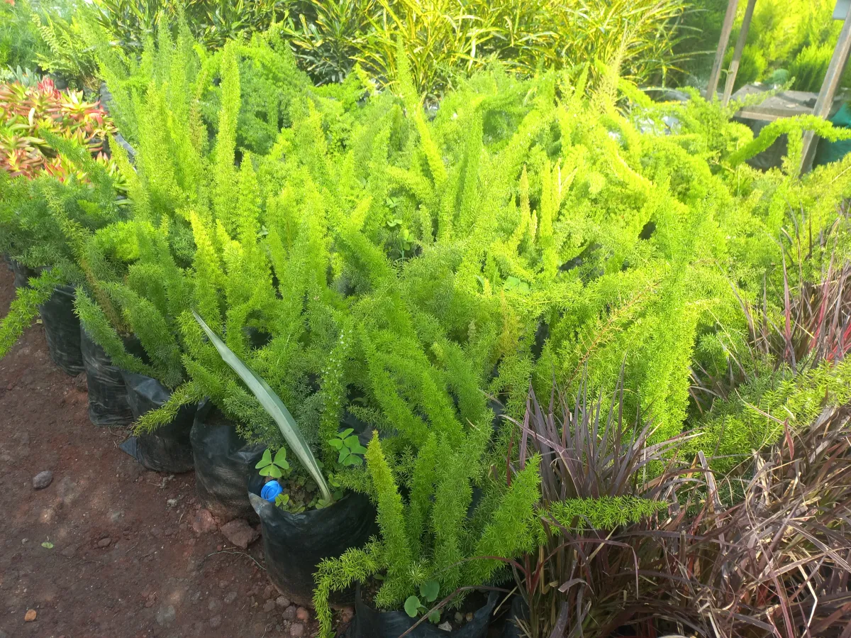Fox tail fern