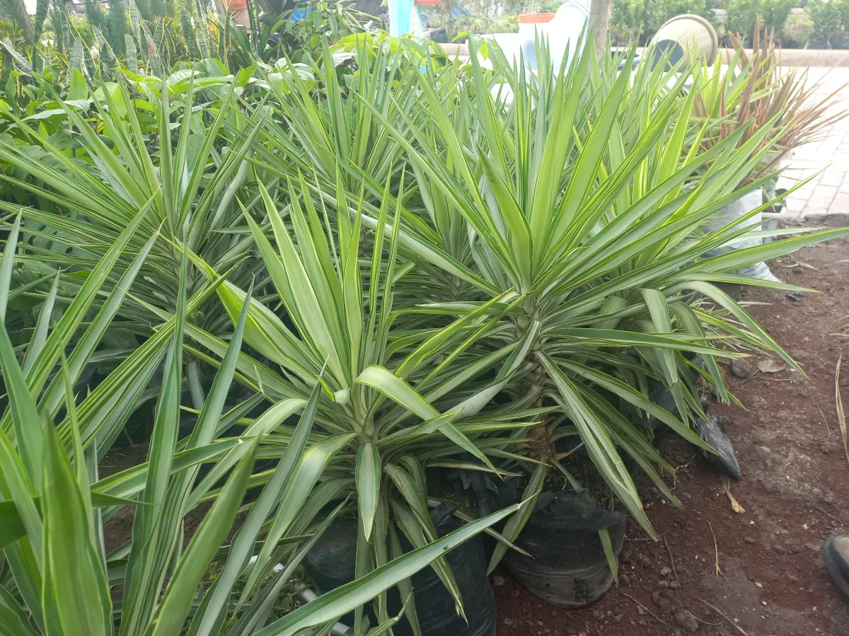 Kacha variegated