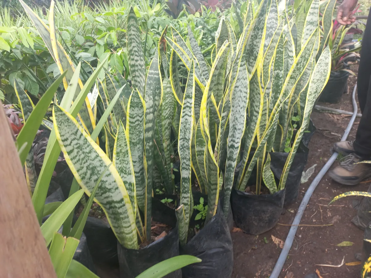 Snake plant yellow