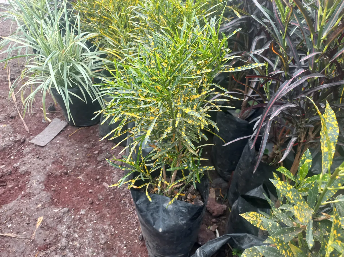 Variegated croton/ ጥፍር ቀለም