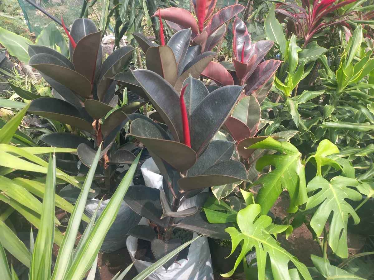 Rubber tree (burgundy)