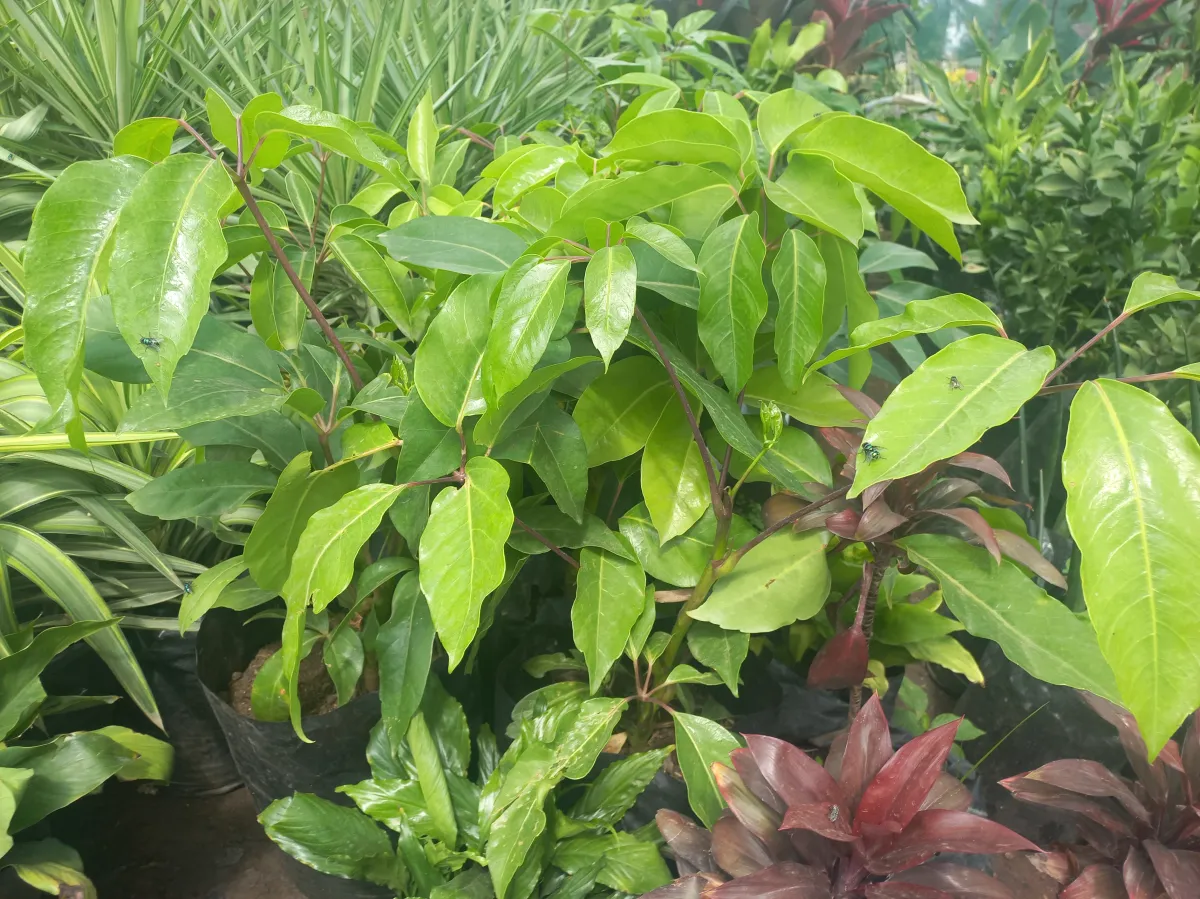 Mango schefflera