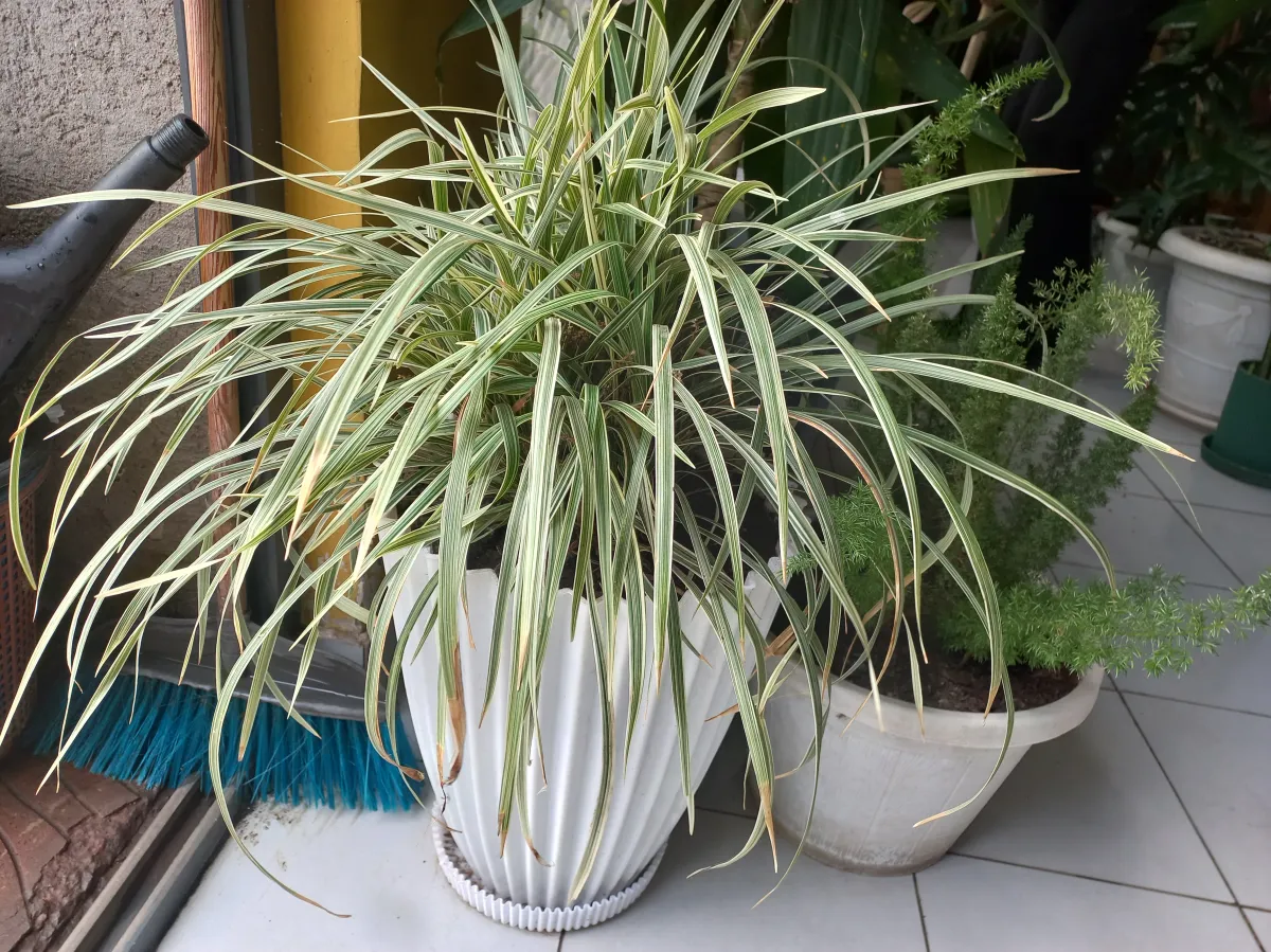 Reed canary grass