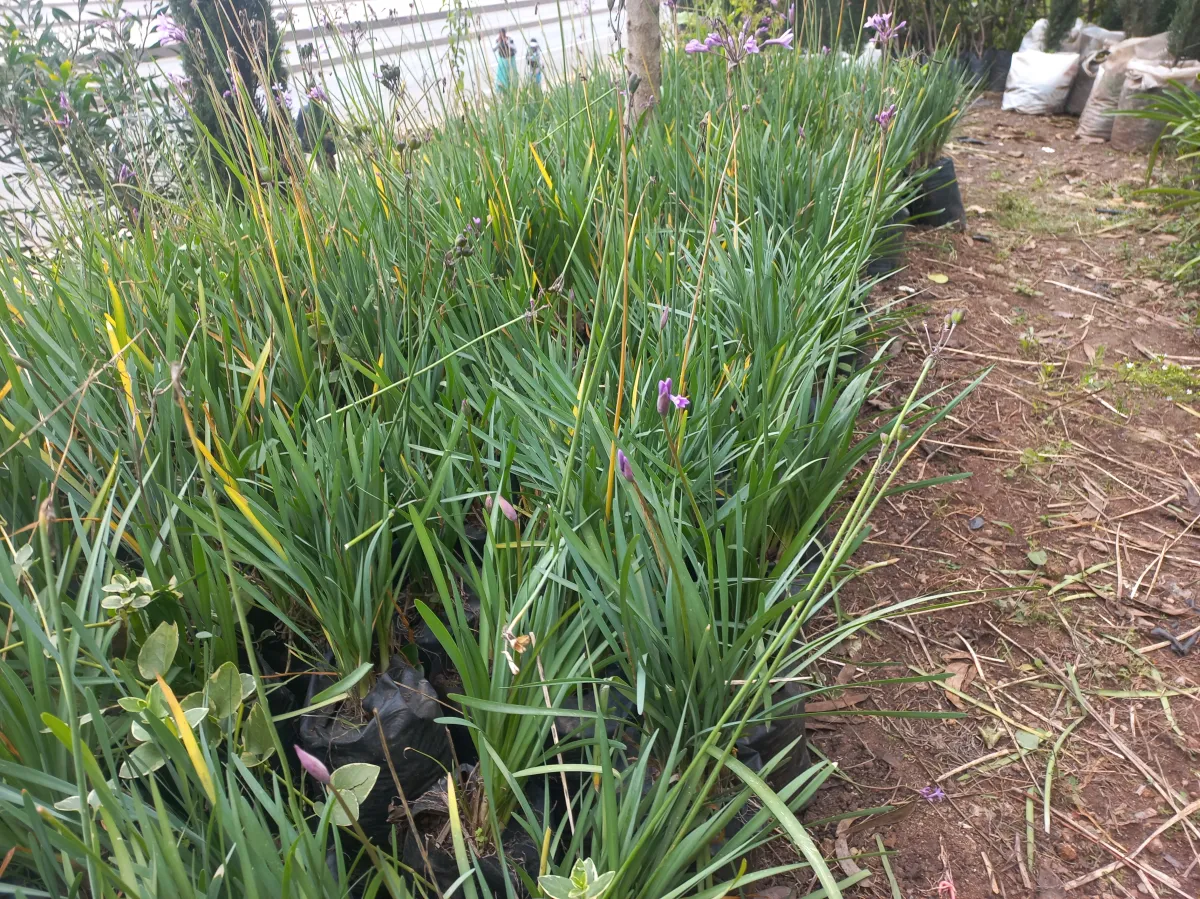 Society garlic ( ሽንኩርት)