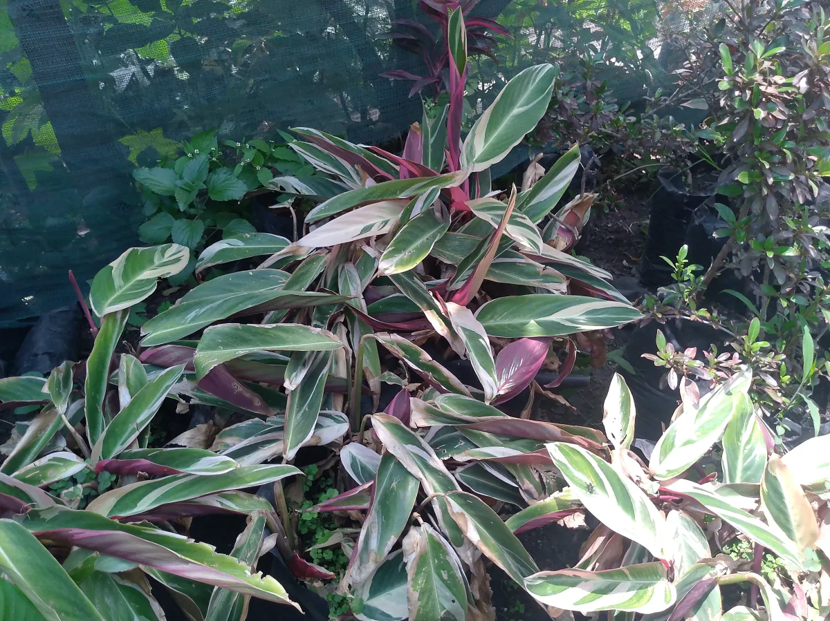 Tricolor prayer plant