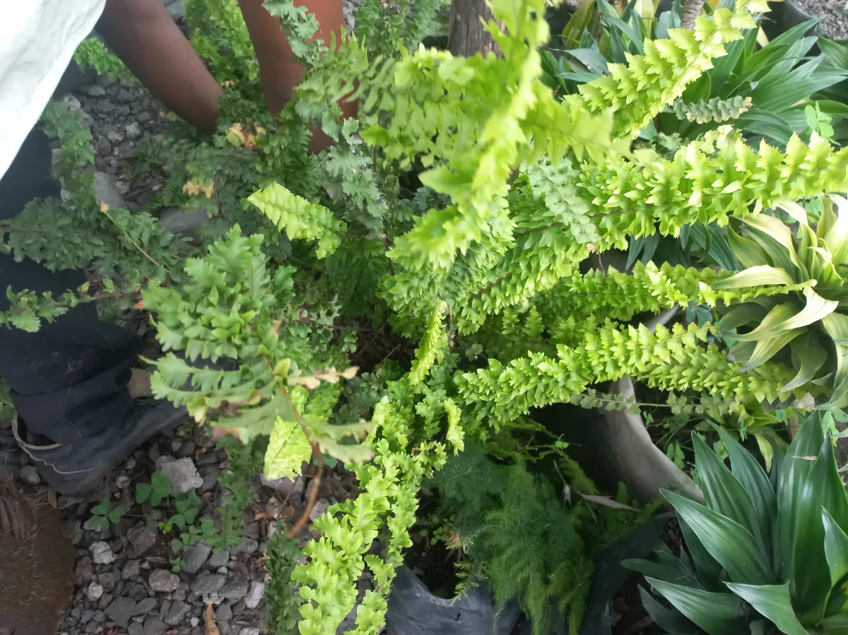 Boston Fern