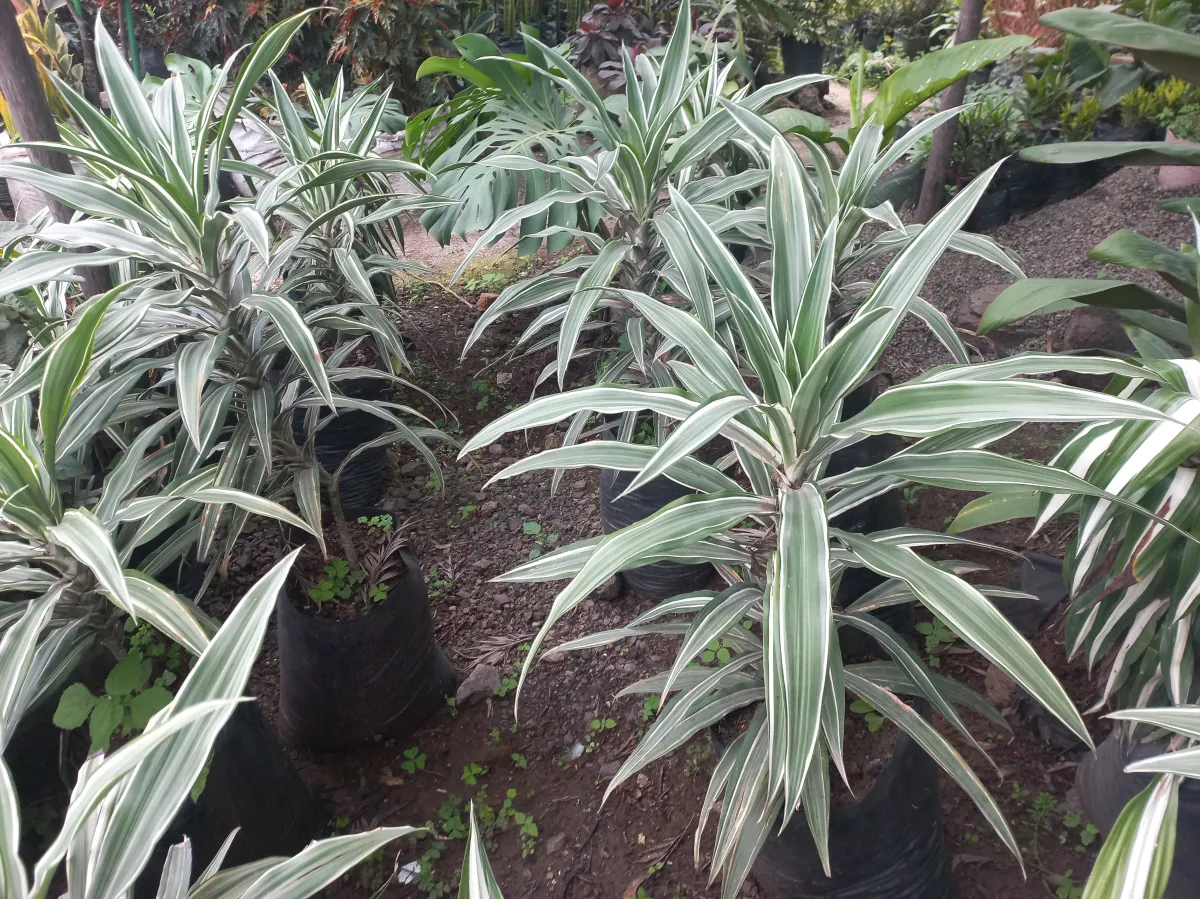 Dracena Varigated