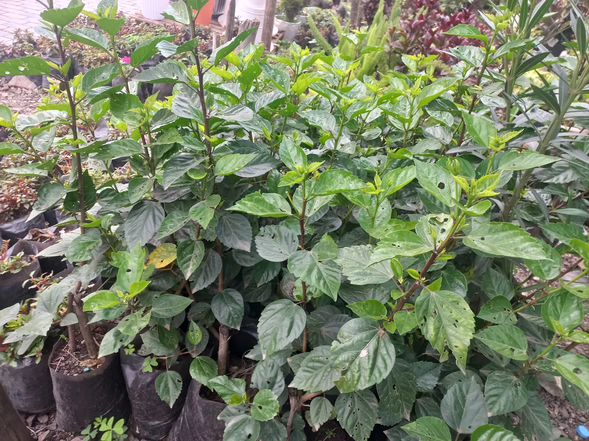 Hibiscus (red flower)
