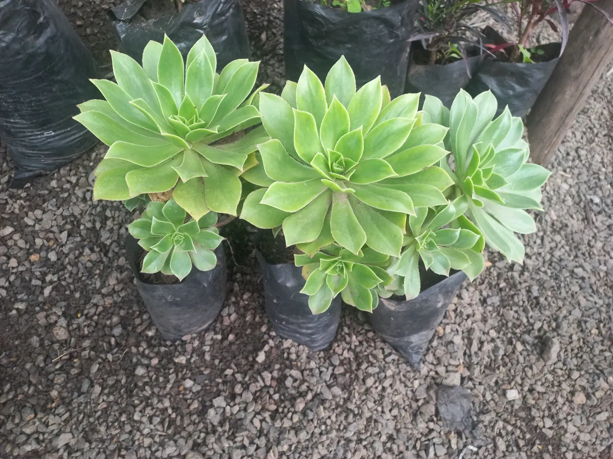 Lanzarote Aeonium
