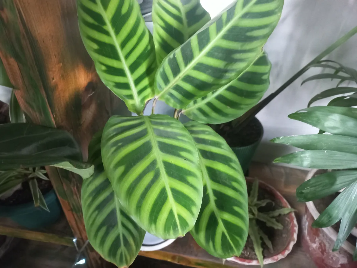 Zebra plant