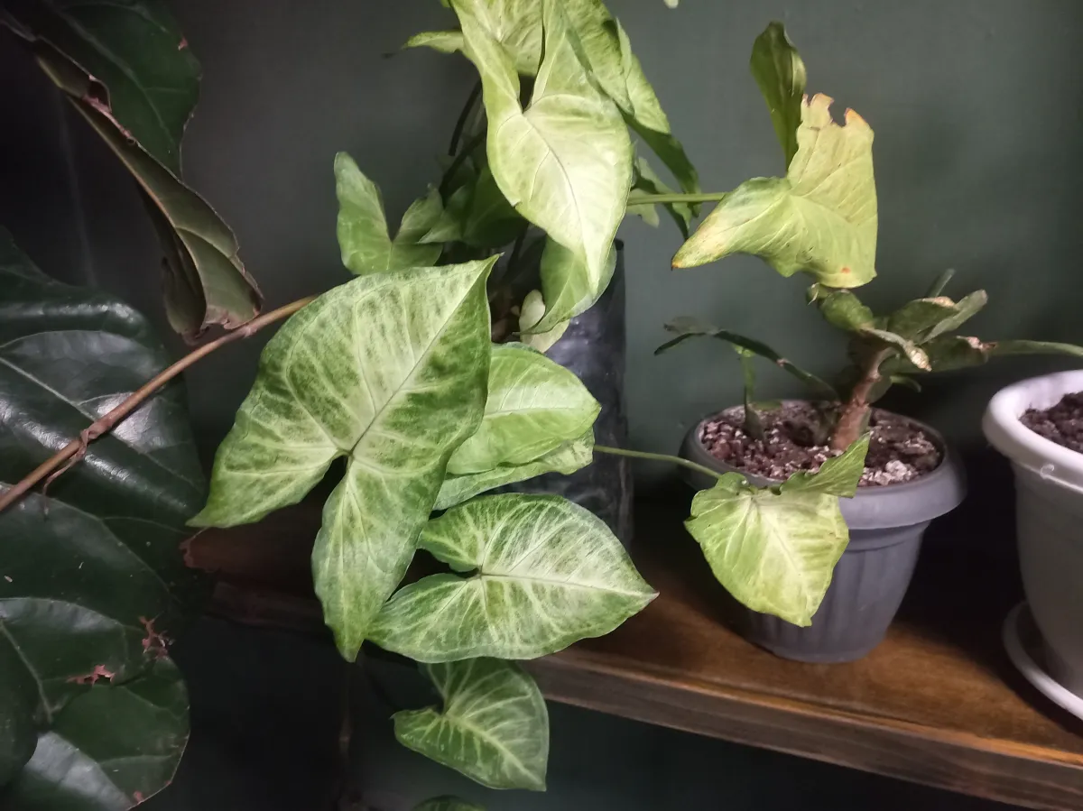 Syngonium