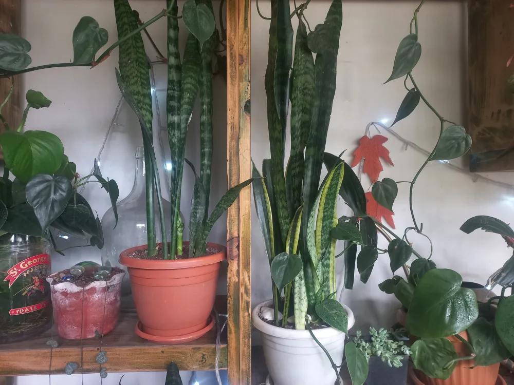 Snake plant (green)