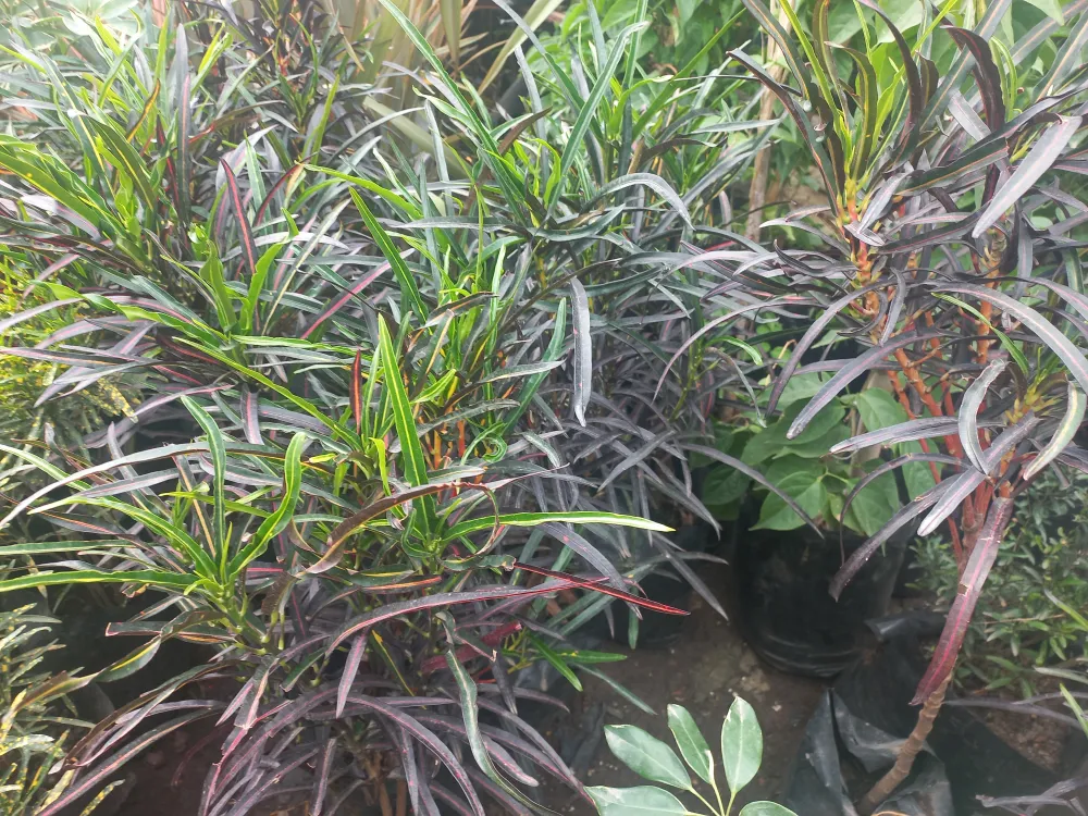 Variegated croton/ ጥፍር ቀለም