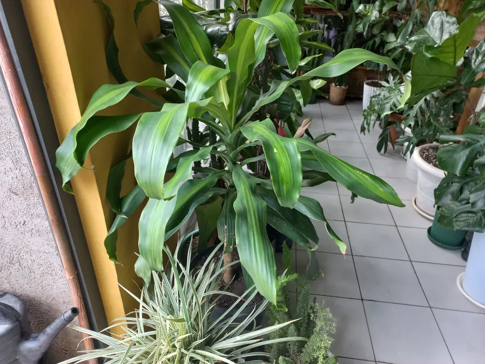 Corn plant