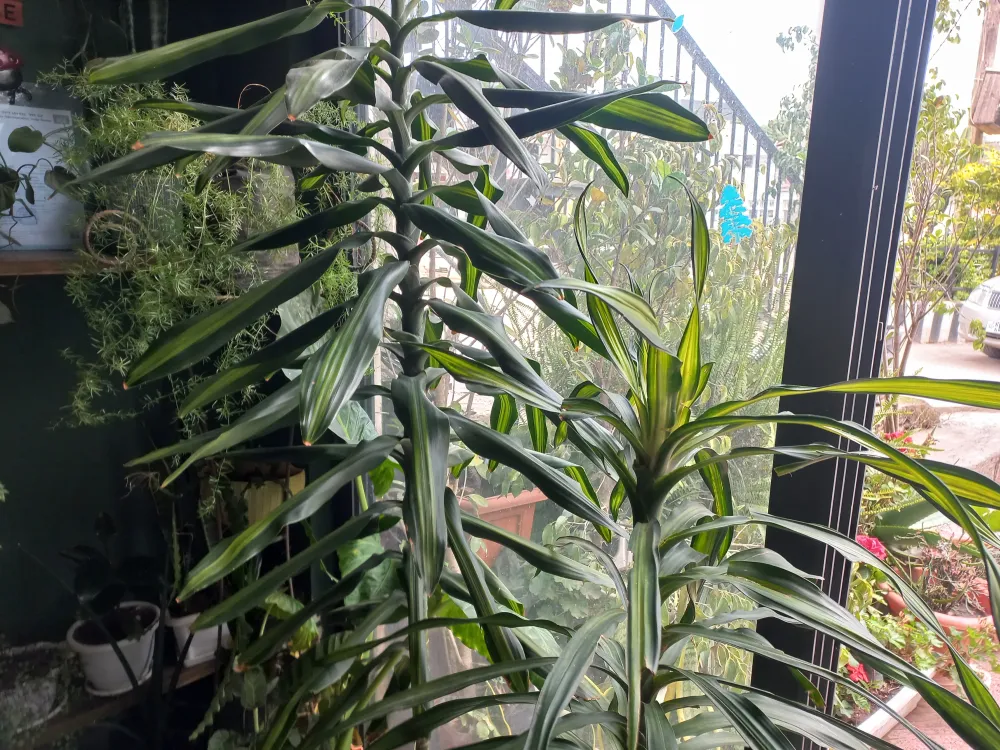 Corn plant