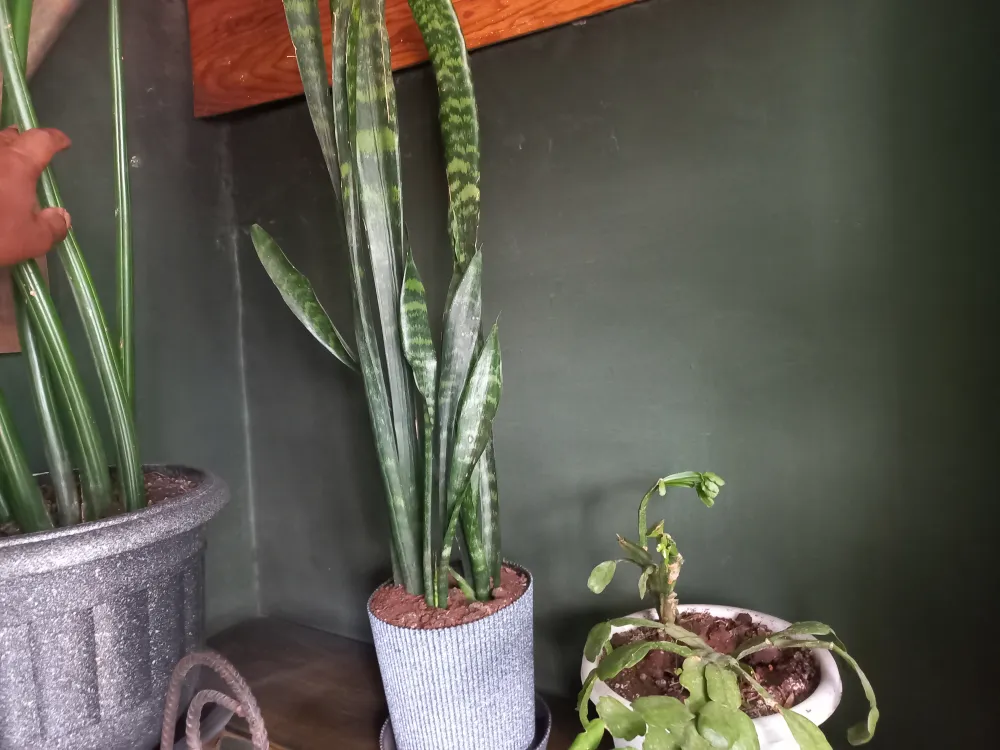 Snake plant (green)