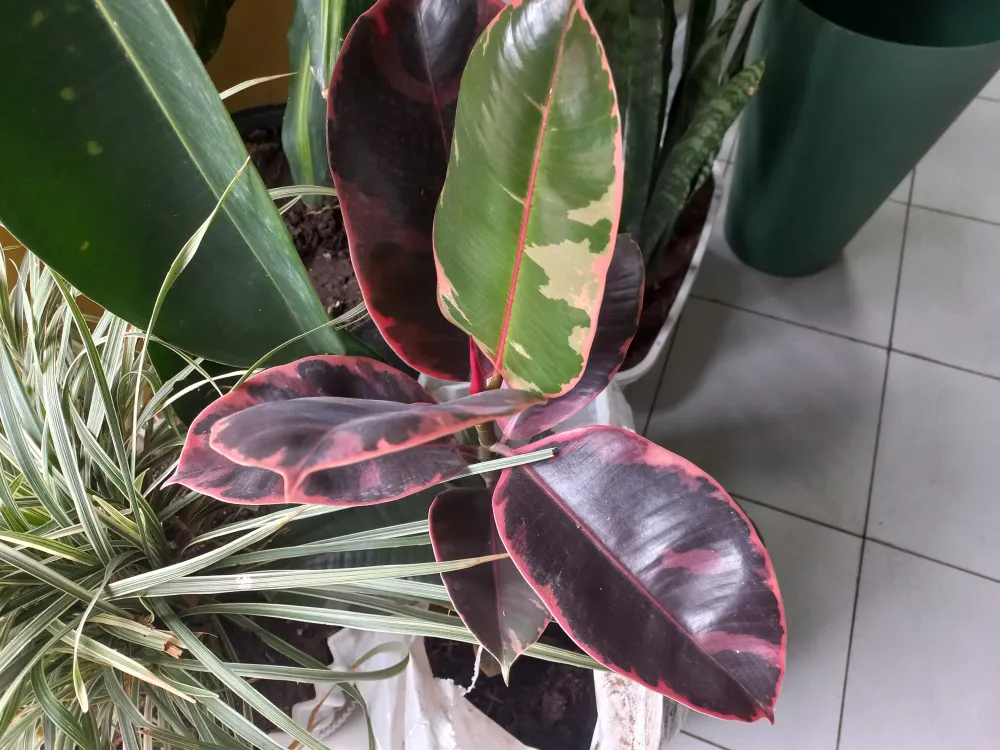 Rubber tree green and burgundy