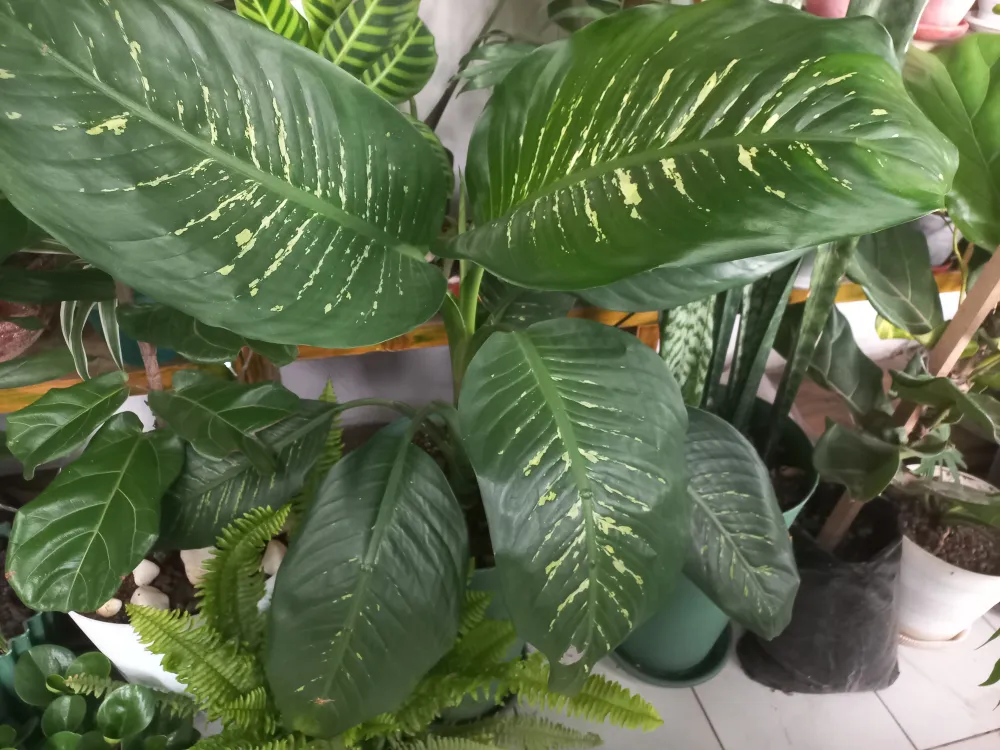 Dumb cane