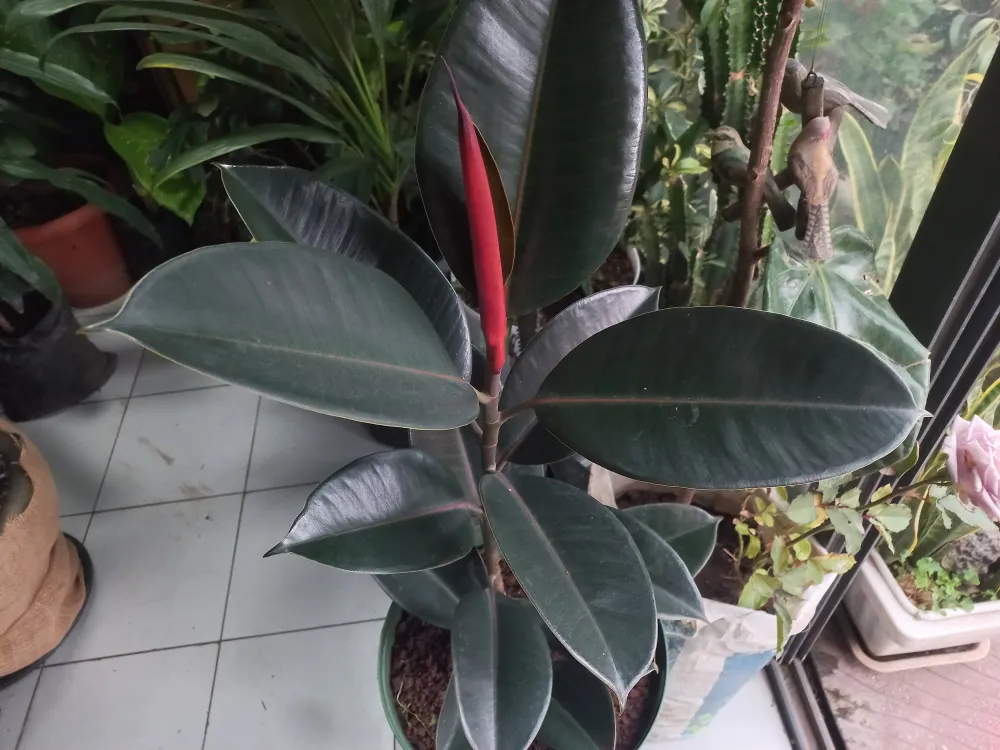 Rubber tree green and burgundy