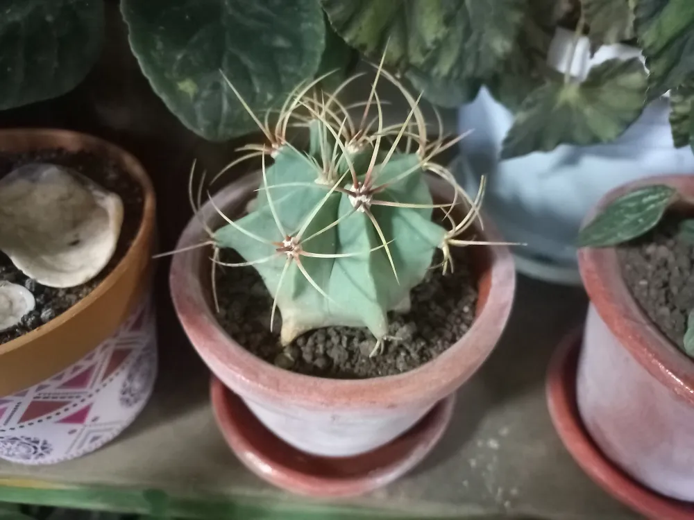 Cactus